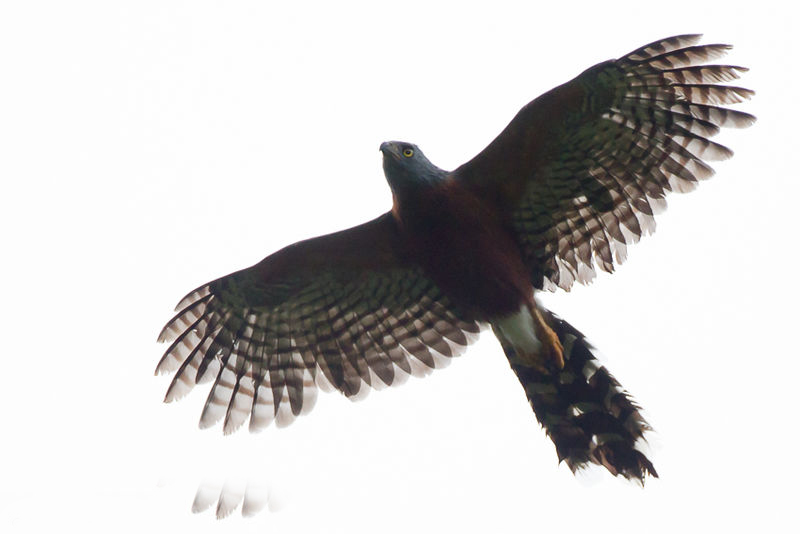  p>非洲长尾鹰(学名: i>urotriorchis macrourus /i>):是鹰科,长尾鹰