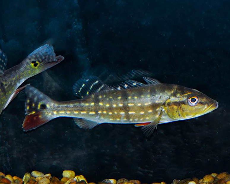  p>鱼名:帝王三间 原产地:南美洲   体长(cm):30-90    帝王三间可耐