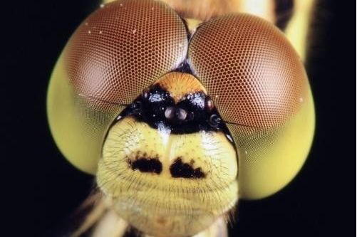  p>中单眼即为昆虫成虫中,位于头部中央的 a target="_blank" href="