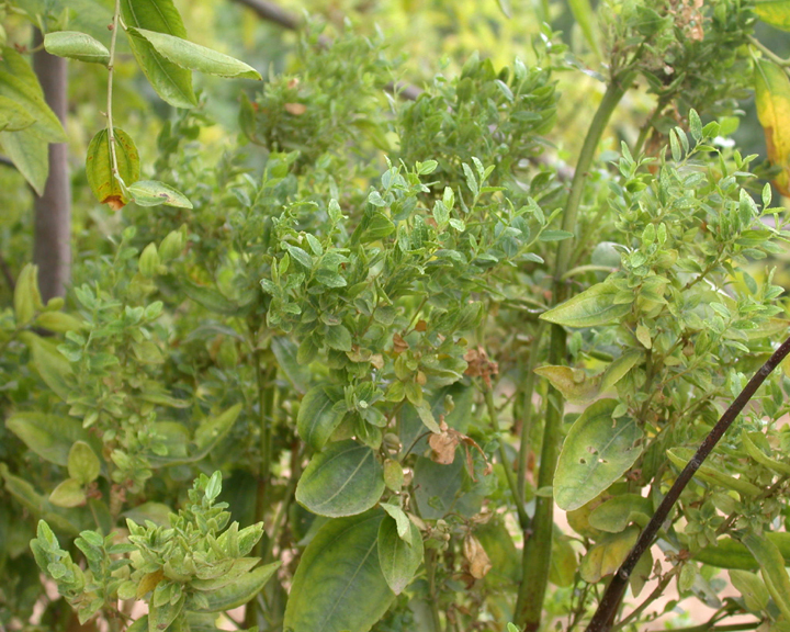  p data-id="gnbjutqmor">枣疯病又称丛枝病,扫帚病,火龙病,果农称其