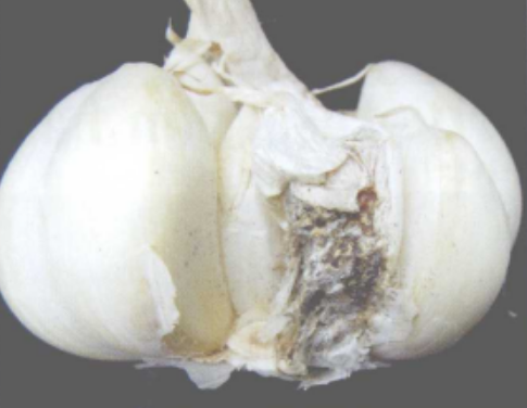大蒜干腐病