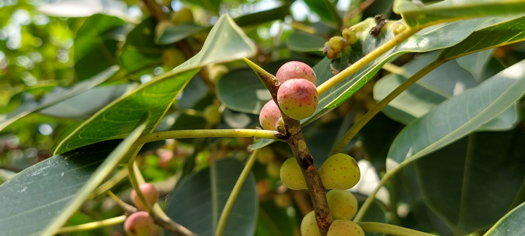 Ficus amplissima_百度百科