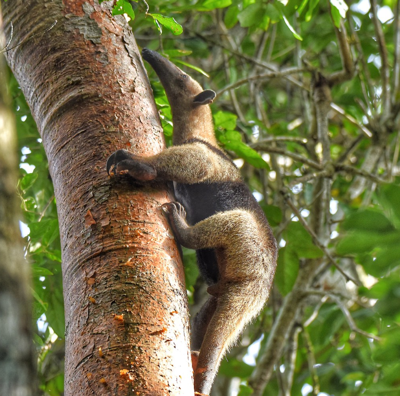 id="gnbv7pwpzo">食蚁兽科(学名: i>myrmecophagidae /i>):哺乳纲, a