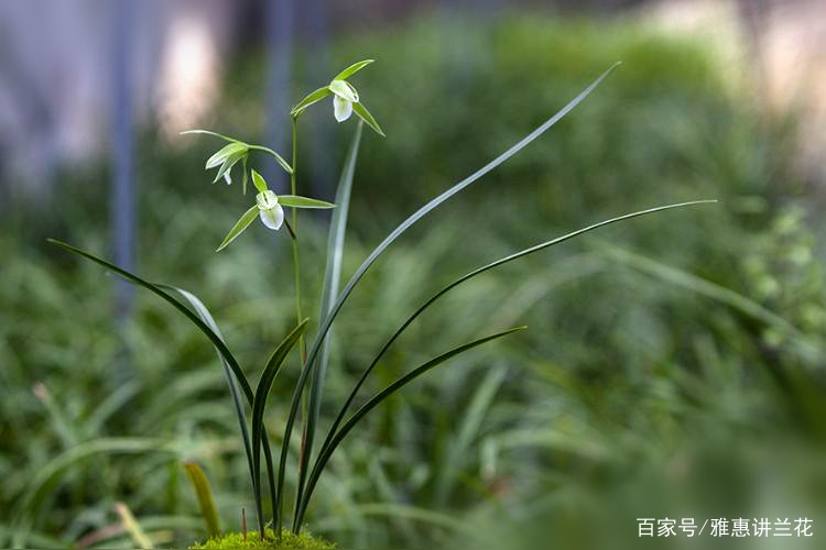 了解我国常见的国兰七大兰种的生长习性，更好的养护兰花_百科TA说