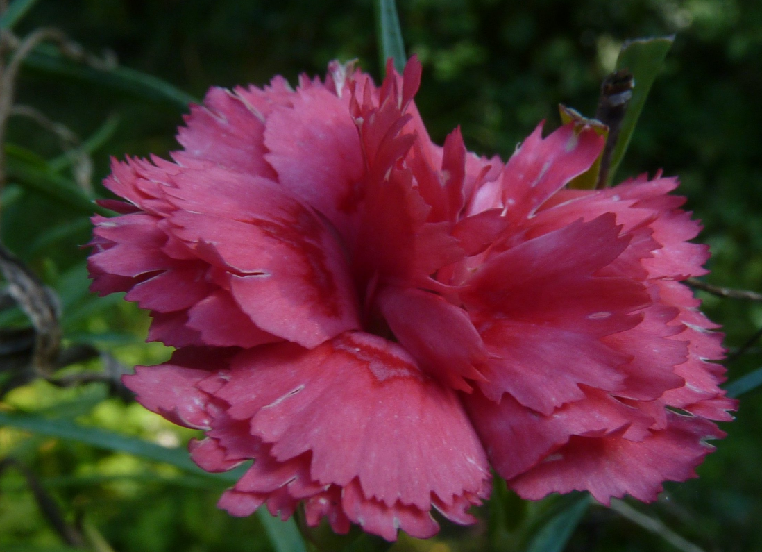  p>康乃馨(学名: i>dianthus  /i>carnation i> /i>):是 a target="