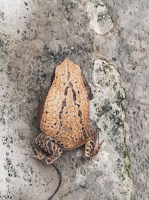  p>花细狭口蛙(学名: i>kalophrynus interlineatus /i>)是姬蛙科,细