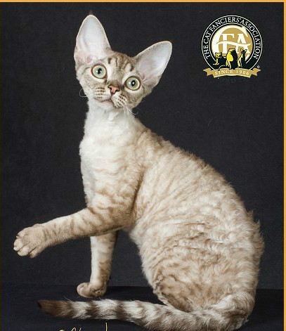 德文卷毛猫_百度百科