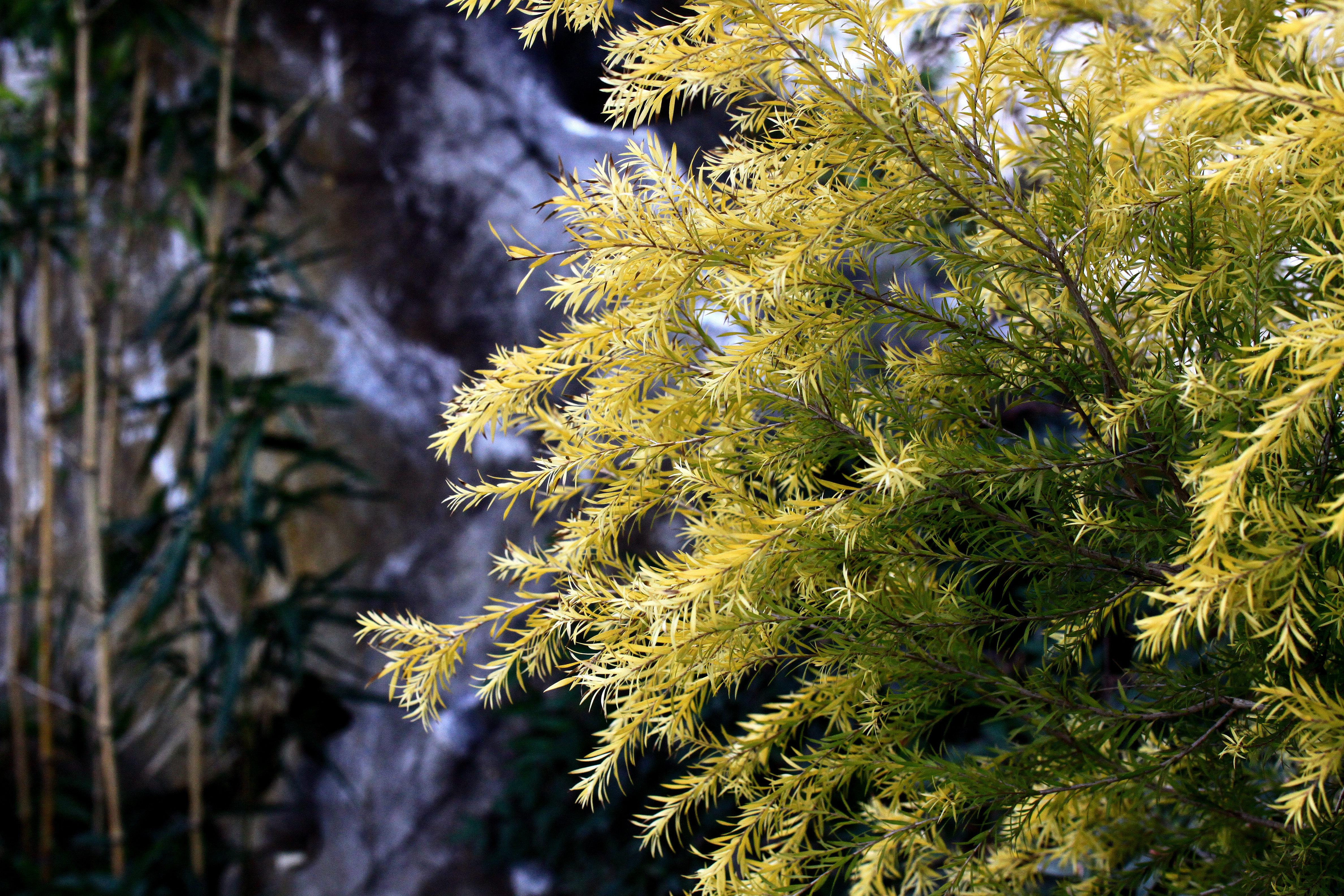 黄金串钱柳(黄金串钱柳盆栽)