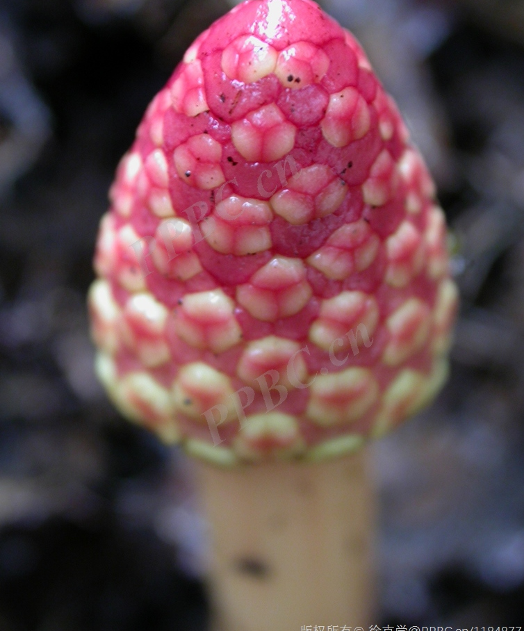 是蛇菰科蛇菰属的草本植物.