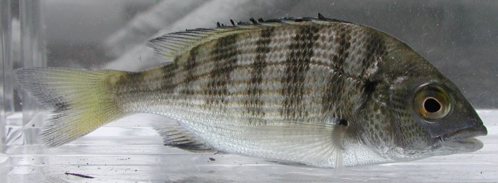  p>黑鲷(学名: i>acanthopagrus schlegelii /i>)是鲷科,黑鲷属鱼类.