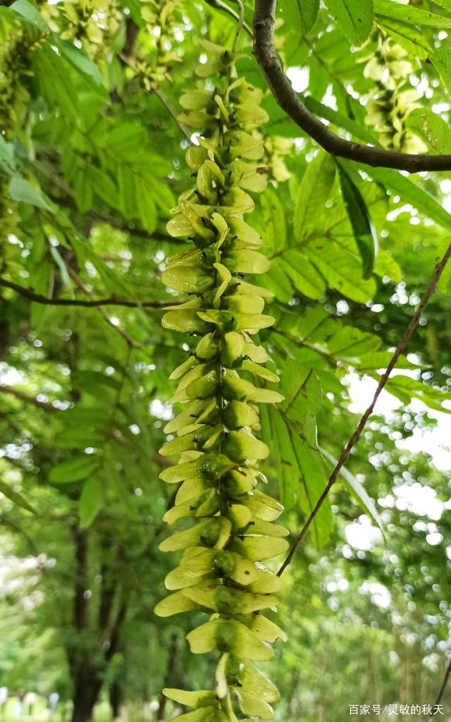 照片：枫杨花，只有我青翠像垂柳，一串相思像当年_百科TA说