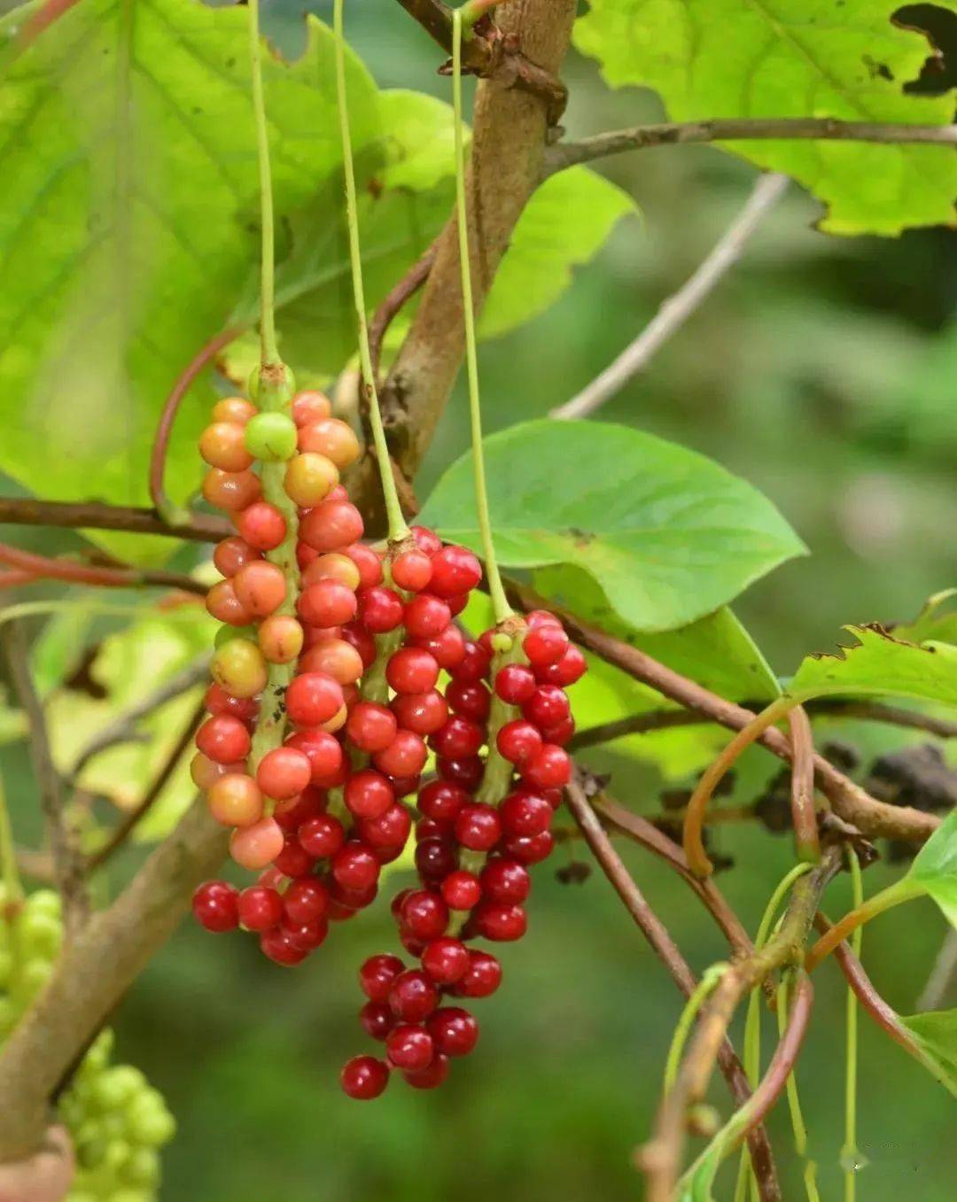 三裂茶藨子(变种)