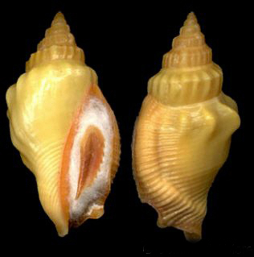  p>厚唇凤凰螺(学名:tricornis thersites)雌雄异体.