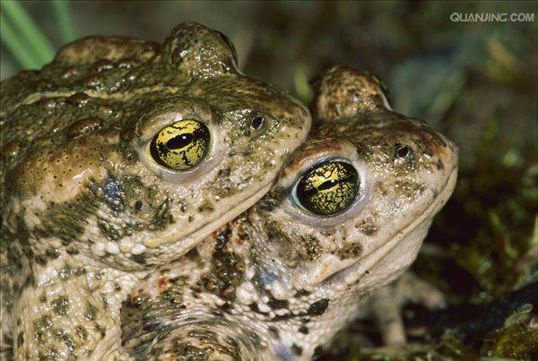  p>蟾蜍,也叫 a target="_blank" href="/item/蛤蟆/3359815" data