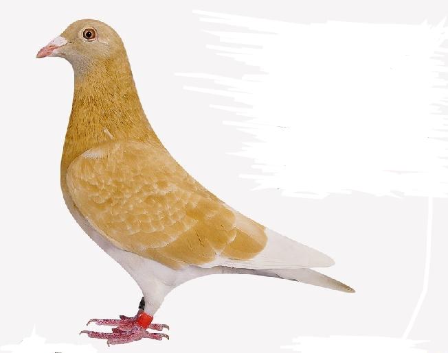 美国金鸽