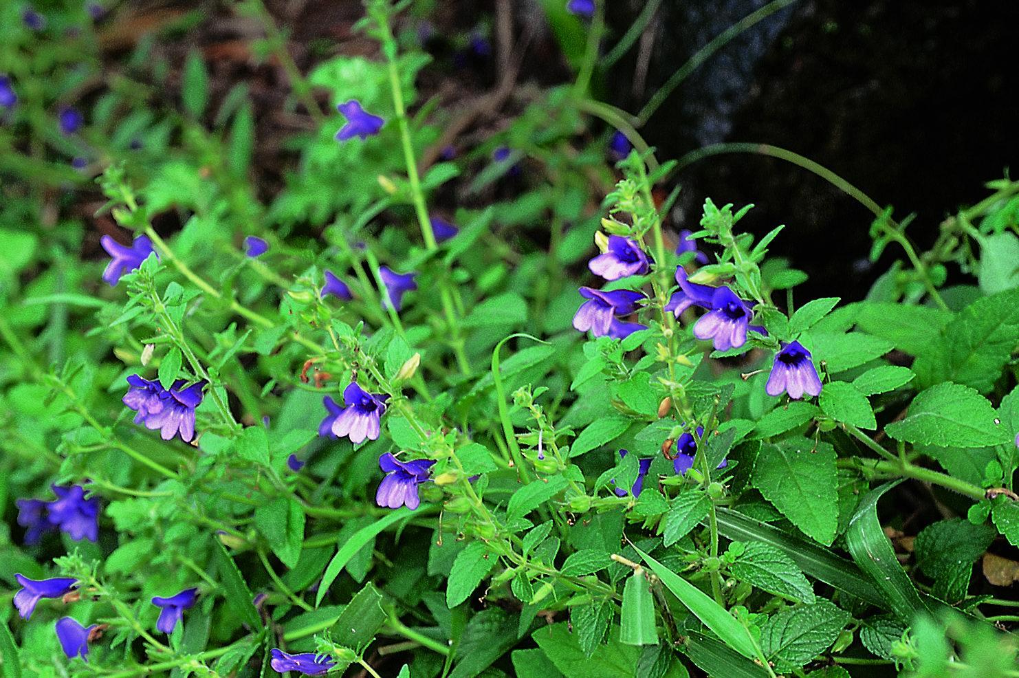  p>毛麝香属(学名:adenosma r. br.  