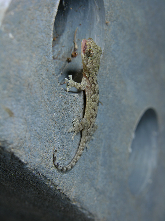  p>铅山壁虎为爬行动物.