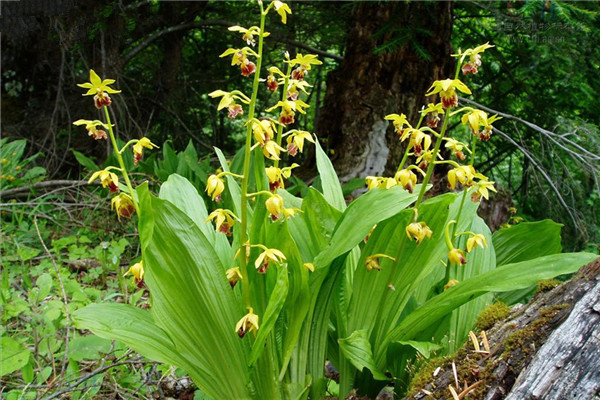  p>虾脊兰属(学名:calanthe r. br.)是微子目兰科下的一个属.