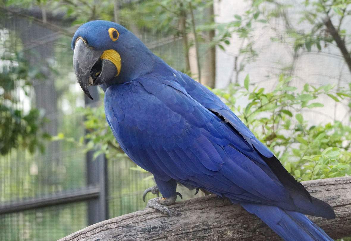 蓝背鹦鹉