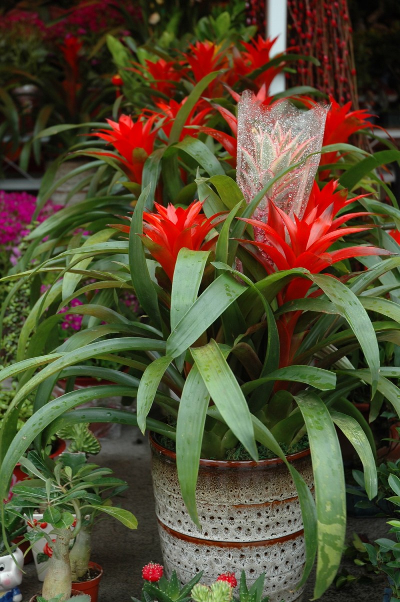  p data-id="tys15r0monqd">凤梨花,凤梨科凤梨属多年生草本植物.