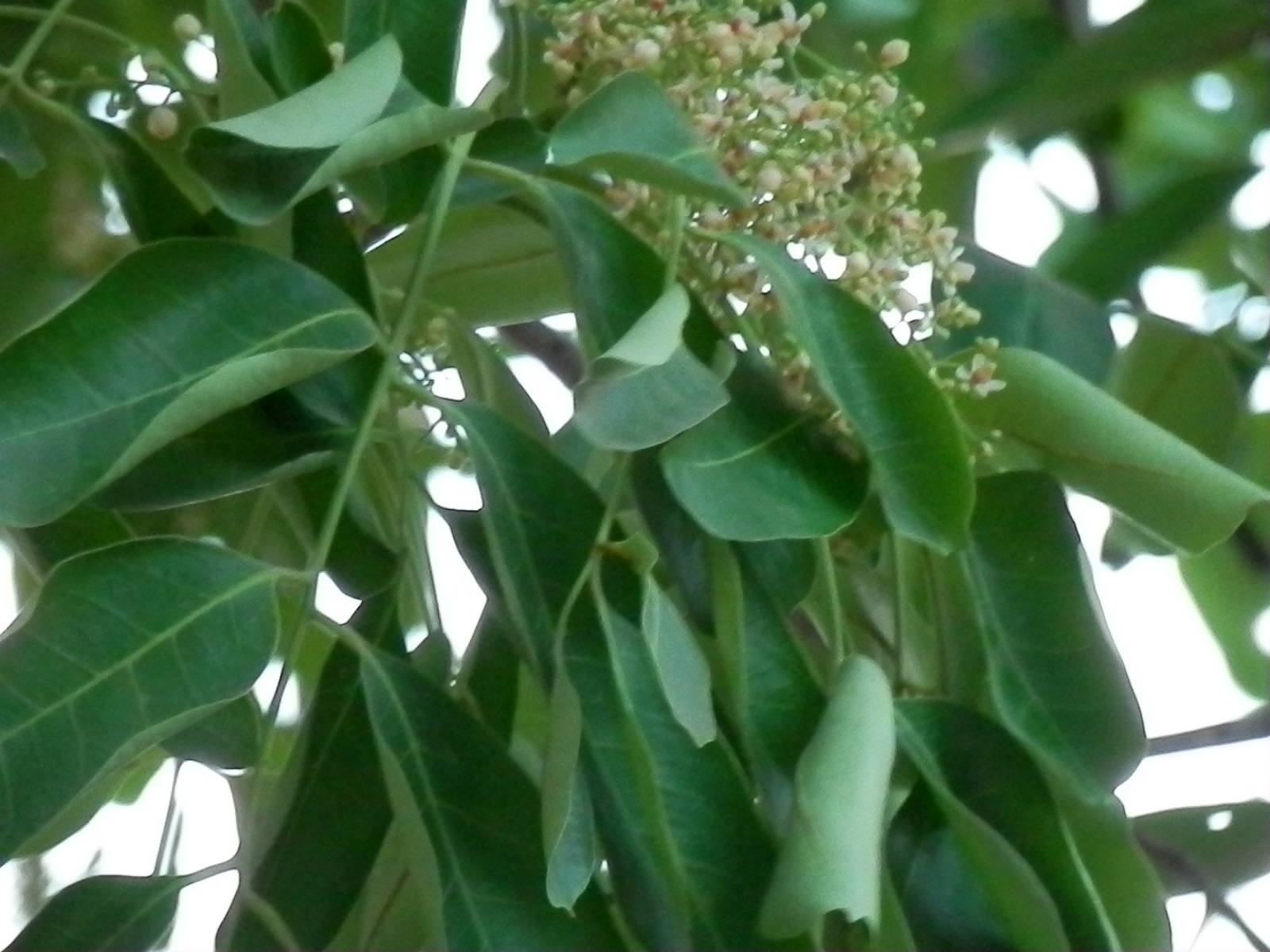  p>非洲楝(学名: i>khaya senegalensis /i> (desr.) a. juss.