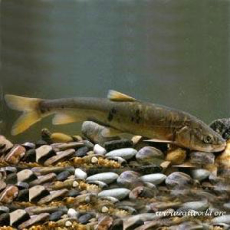  p>藏龙鱼即 a target="_blank" href="/item/花斑裸鲤/1917995" data