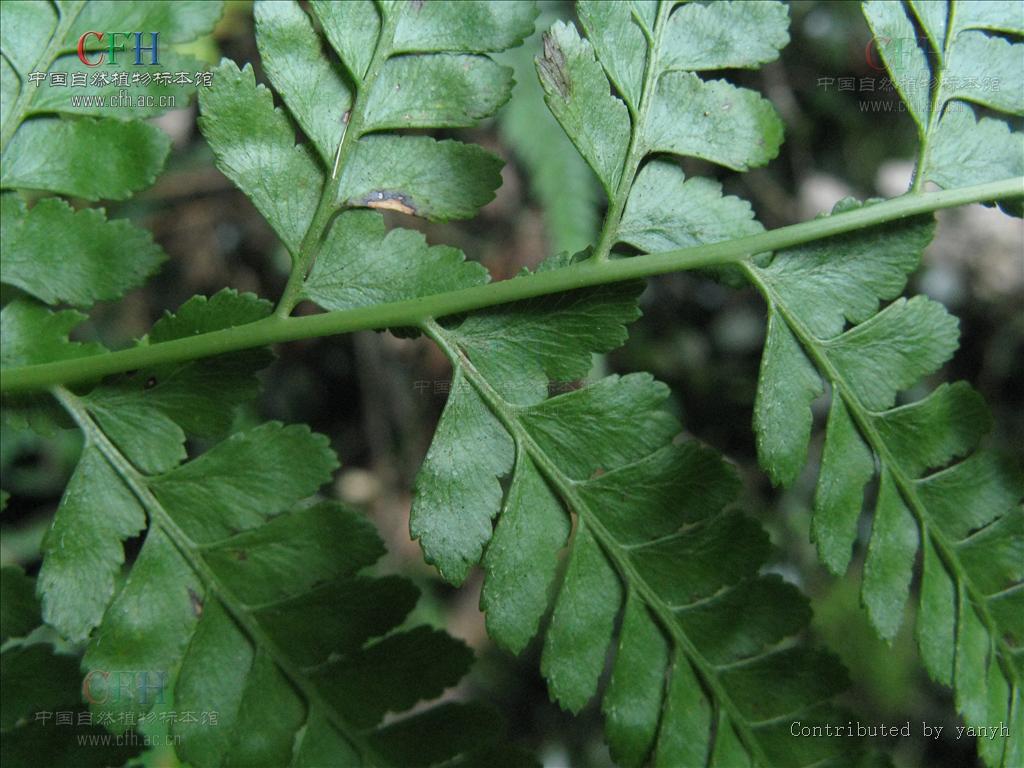 microlepia khasiyana (hook.) presl