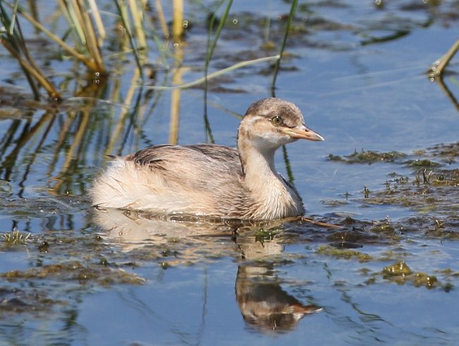  p>小鸊鷉(学名: i>tachybaptus ruficollis /i>),是鸊鷉科小鸊鷉属的