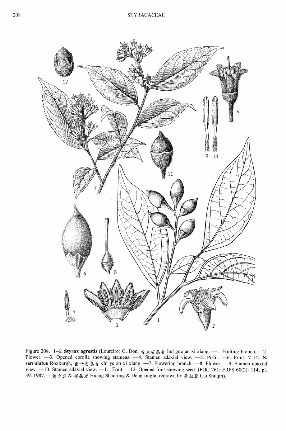  p>齿叶安息香, a href="#" data-lemmaid="2077294">安息香科 /a>, a