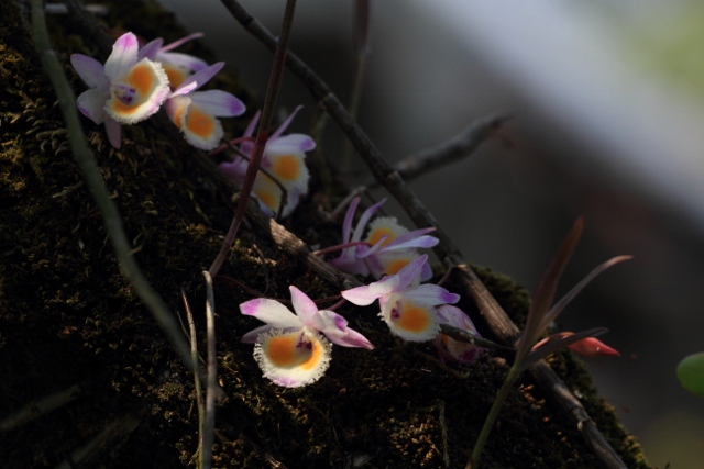 紫皮石斛 全网资源