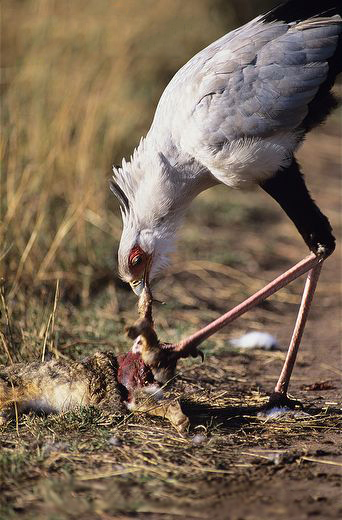blank" href="/item/隼形目">隼形目 /a>蛇鹫属下的一种大型陆栖猛禽