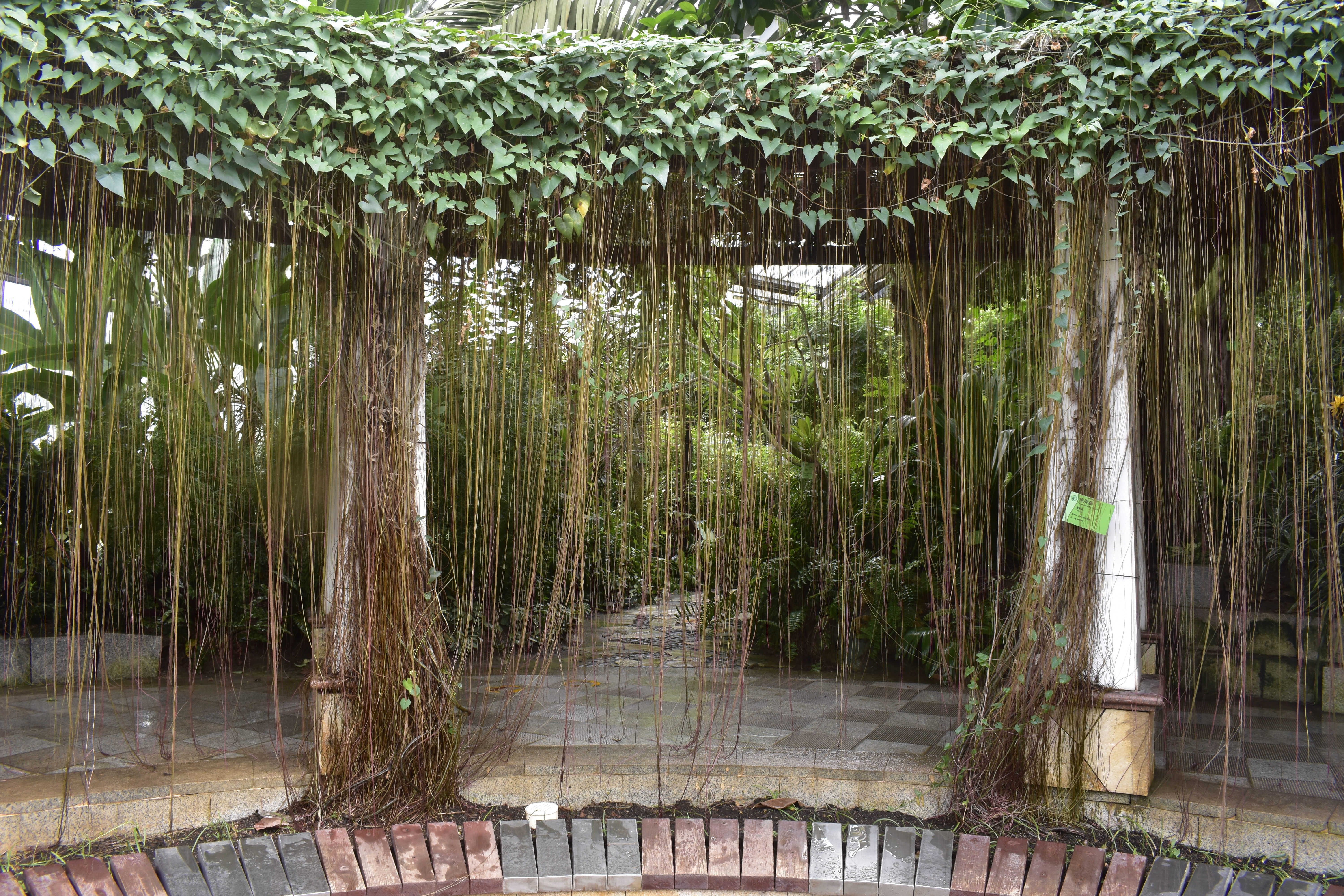  p>锦屏藤(学名: i>cissus sicyoides /i> l.