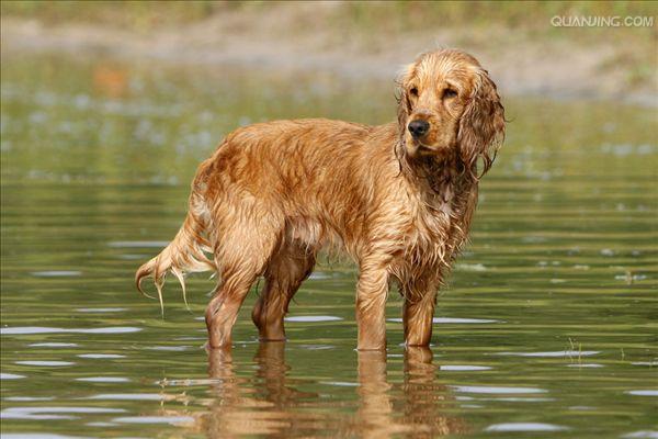  p>英国可卡犬(英文名:english cocker spaniel)又称 a target="