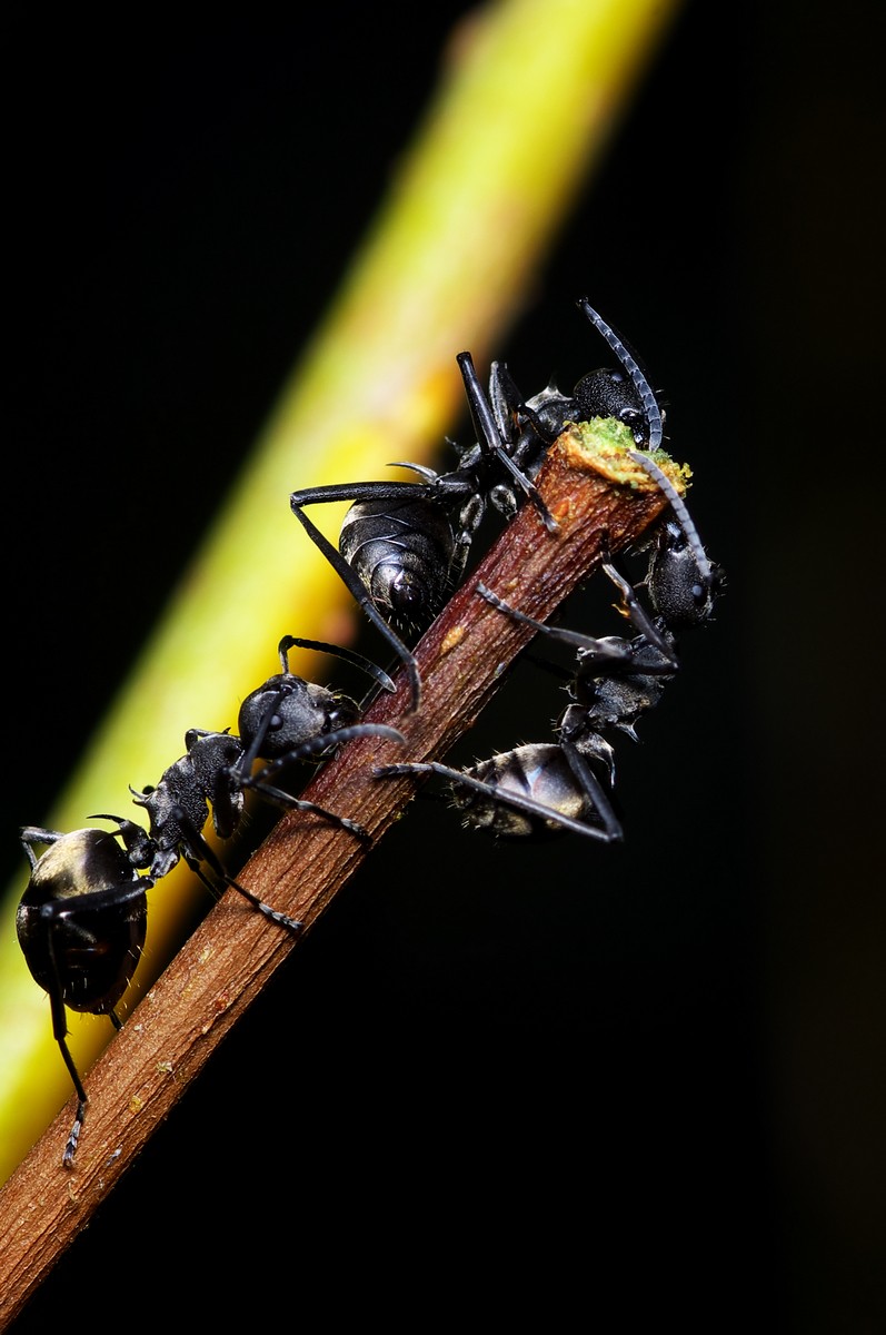  p>弓背蚁,又名巨山蚁,木匠蚁,为 a href="#" data-lemmaid="1535215"