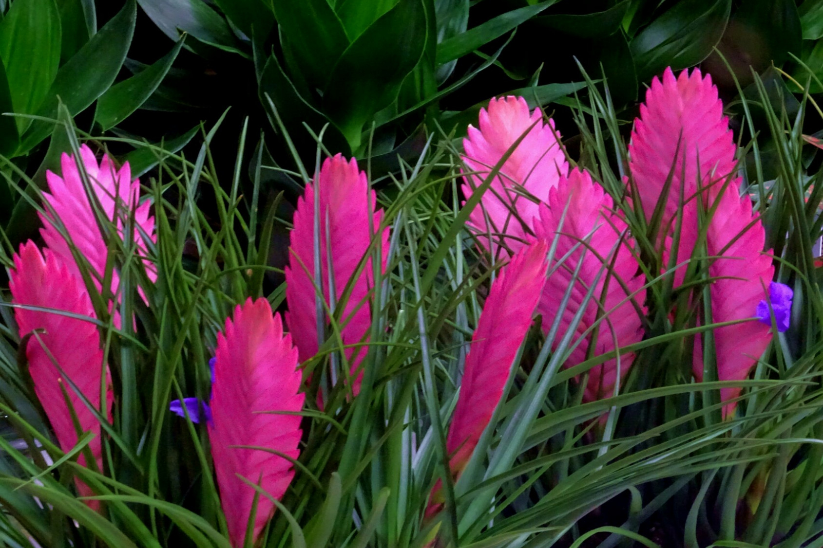 紫花凤梨 百度百科