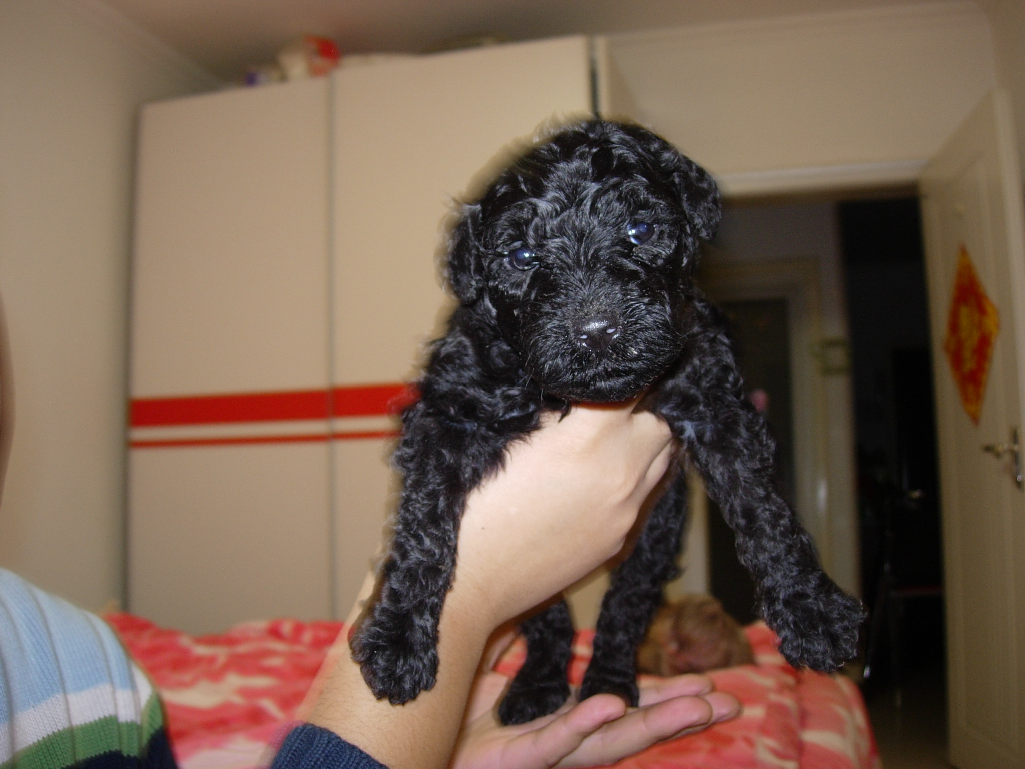  p>凯利蓝梗是原产于爱尔兰的中型犬种,以其一身典型的蓝色皮毛著称.