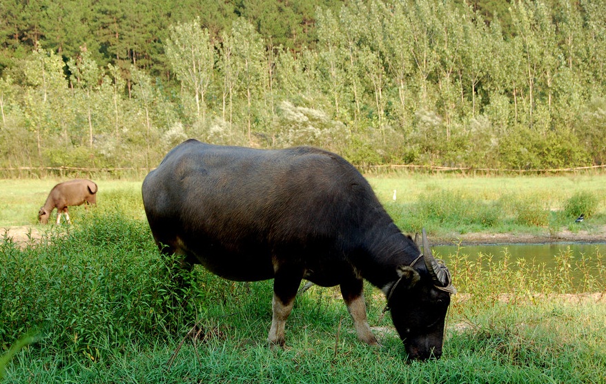 温州水牛