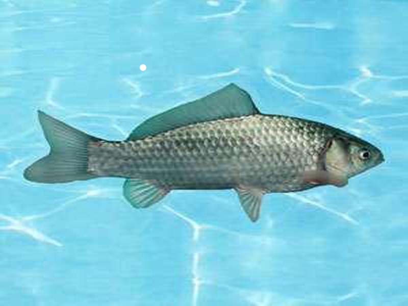 鲤为父本杂交而形成的杂种一代,是我国成功地获得的鱼类边缘杂交一代