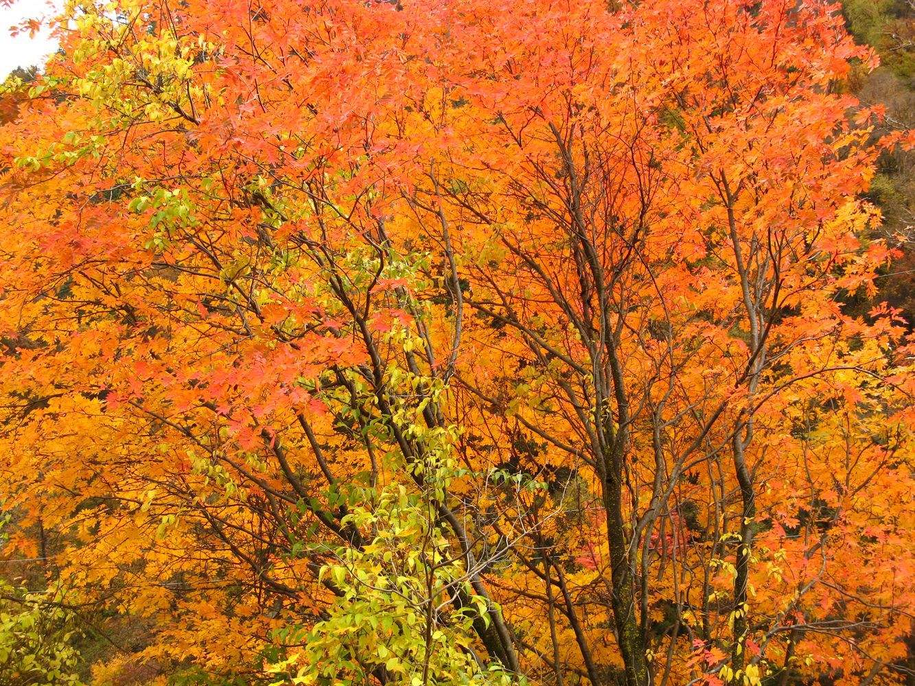 理县红叶风景区