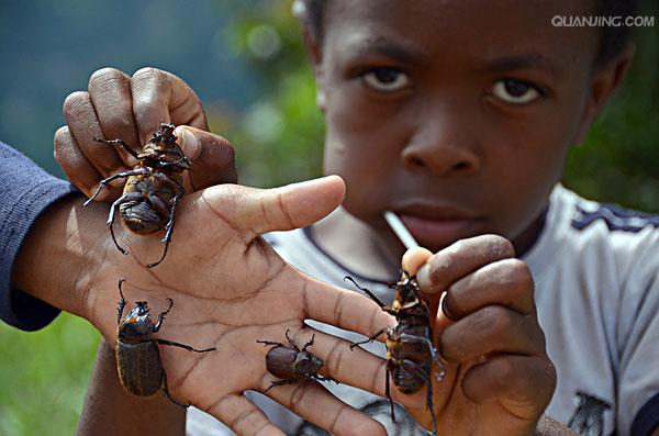  p>犀牛甲虫(phileurus didymius)隶属于鞘翅目.