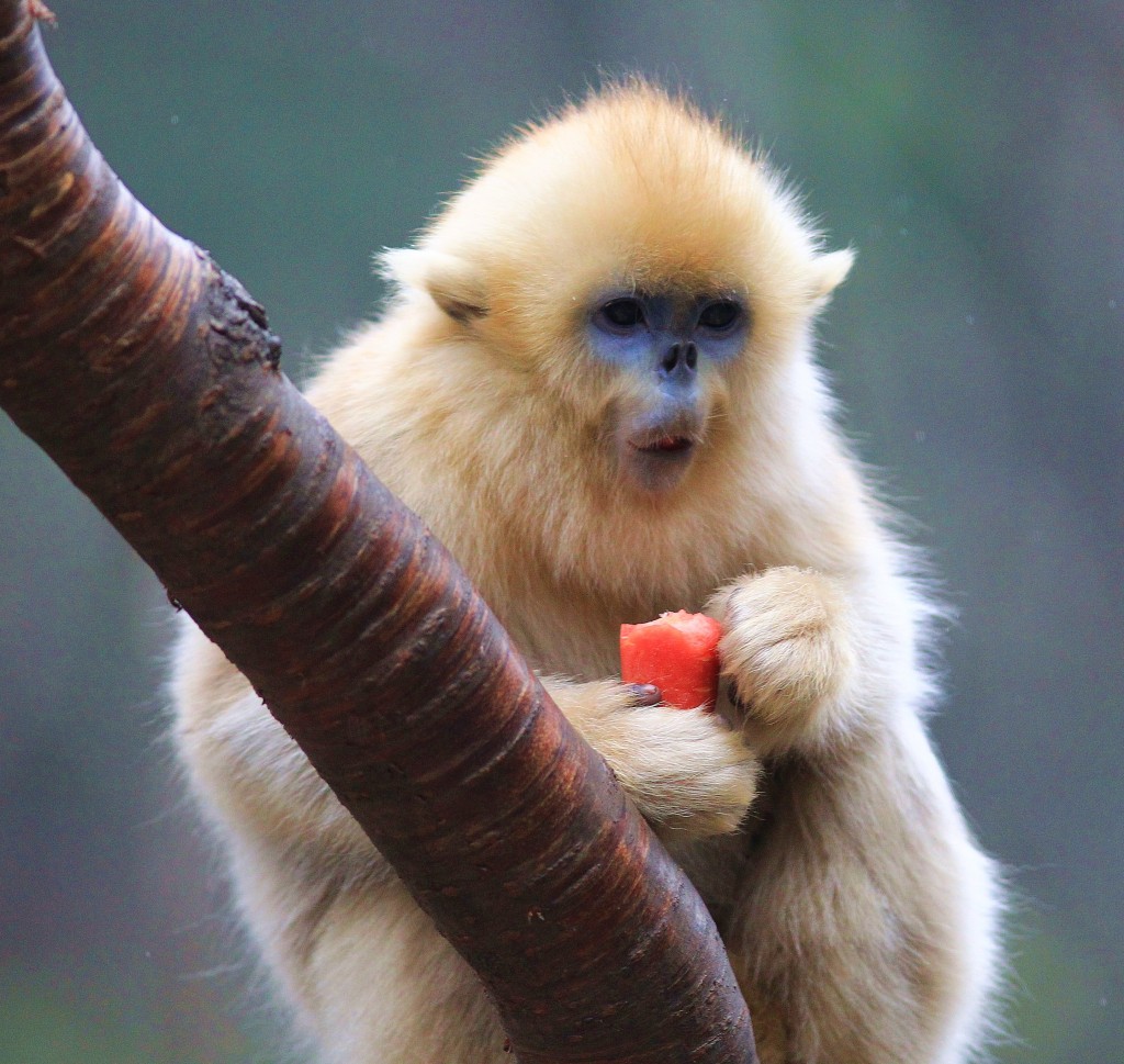  p>川金丝猴(学名: i>rhinopithecus roxellanae /i>,英文名:golden