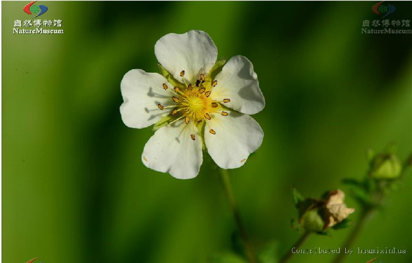 id="3050807">委陵菜属 /a>;别名为翻白叶,长柔毛委陵菜,黄毛翻白草