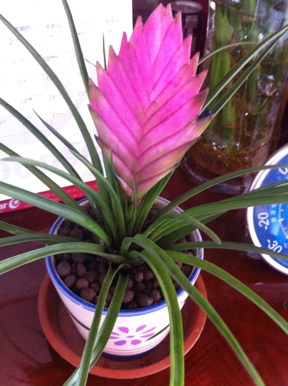  p>紫花凤梨(学名: i>tillandsia cyanea /i> linden ex k.