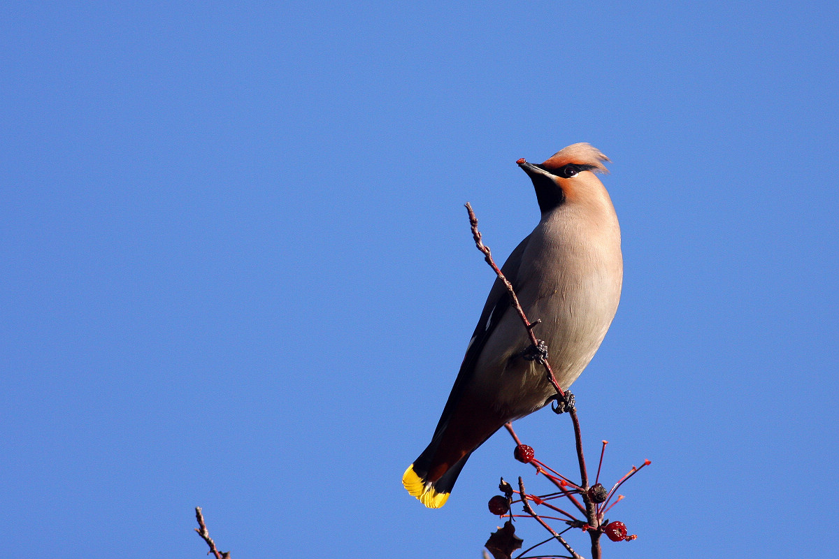 bombycilla garrulus pallidiceps