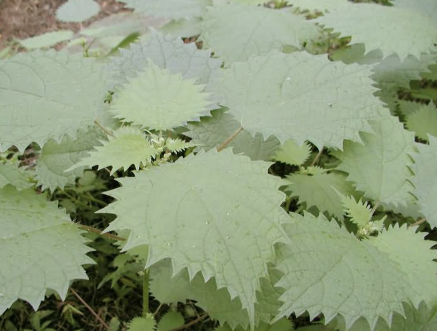  p>长圆苎麻(学名: i>boehmeria oblongifolia  /i>w. t.