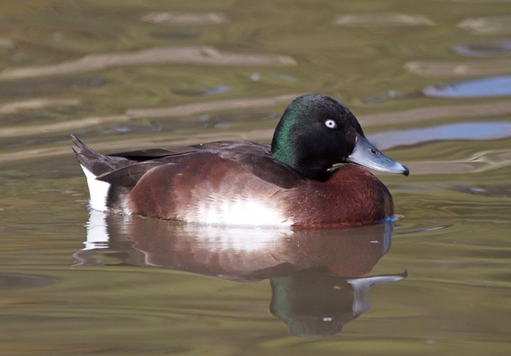  p>青头潜鸭(学名: i>aythya baeri /i>):是雁形目鸭科潜鸭属的鸟类.