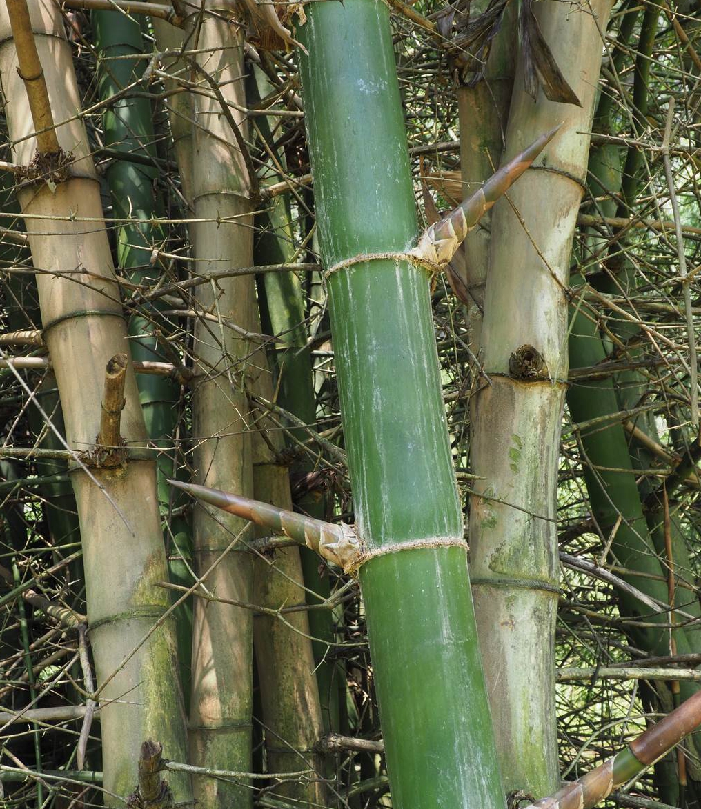 bambusa sinospinosa mcclure