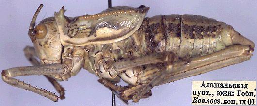 阿拉善懒螽(学名:zichya alashanica)是硕螽科懒螽属的一种中型 a