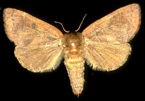  /i>(linnaeus,1758), a href="#">鳞翅目 /a> a href="#">舟蛾科 /a>