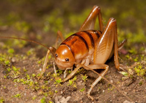  p>北美穴蟋螽(学名:ceuthophilus pallidus)触角超过体长,左,右上颚